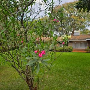 Exclusive Runda listing | KES 500,000 Per Month.

Situated within the highly desirable Runda Estate, this exceptional property offers a unique opportunity to lease a rustic bungalow in one of Nairobi's most esteemed residential areas.

The property is set on a meticulously maintained, flat 1.8 -acre garden, enveloped by mature indigenous trees and established landscaping, ensuring unparalleled privacy and tranquility.

Key features include:
A spacious four-bedroom main residence, all en-suite.
Expansive living and entertainment areas.
A dedicated home office or playroom.
A covered veranda providing garden views.
Detached staff accommodation for two.
A double garage, workshop, and ample storage.

Additionally, a separate self-contained cottage offers enhanced versatility, featuring:
One en-suite bedroom.
A generously sized dressing room or nursery.
An open-plan living and dining area.
A kitchen, pantry, and workshop.