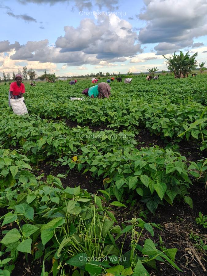 10.75 ac Land at Kisaju - 11