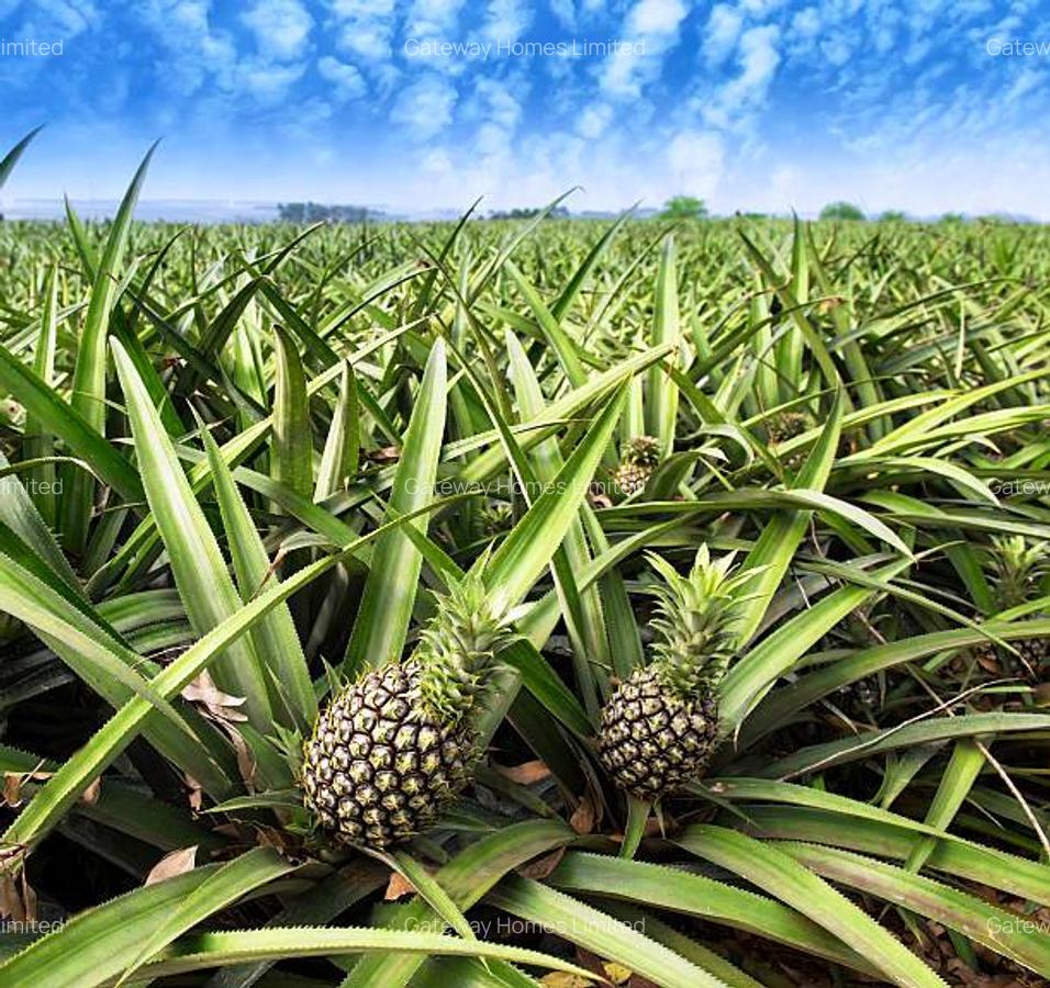 1 ac Residential Land in Malindi - 1