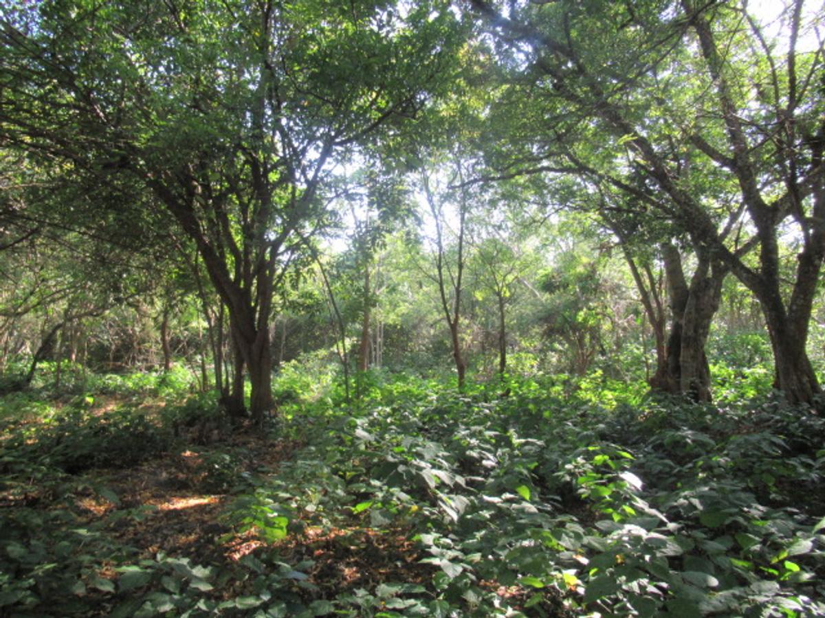 Land at Off Diani Beach Rd - 12