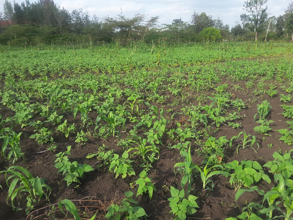 0.25 ac Residential Land in Ongata Rongai - 4