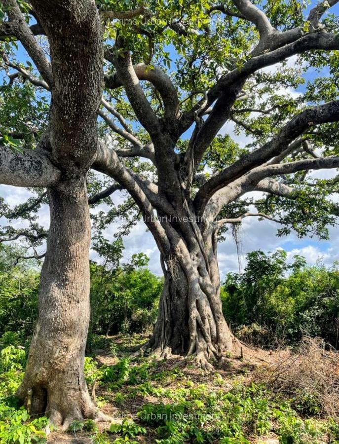 Land in Vipingo - 16