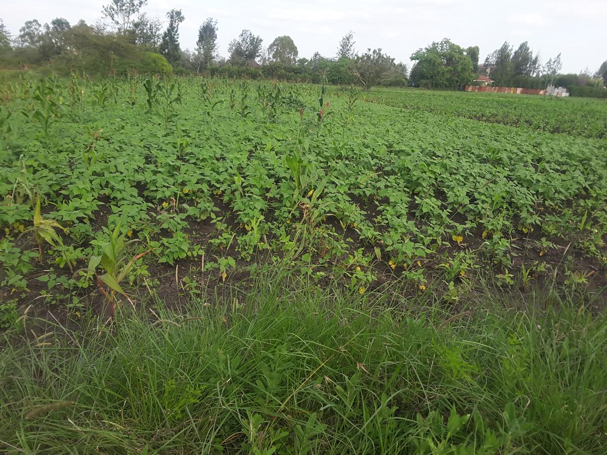 0.125 ac Residential Land in Ongata Rongai - 7