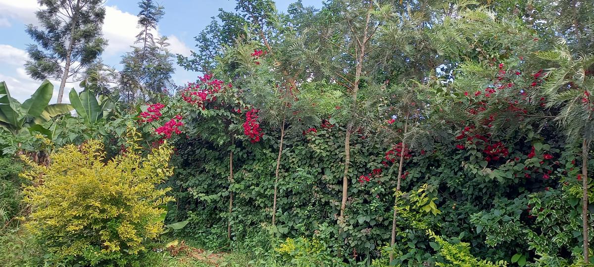residential land in ruiru