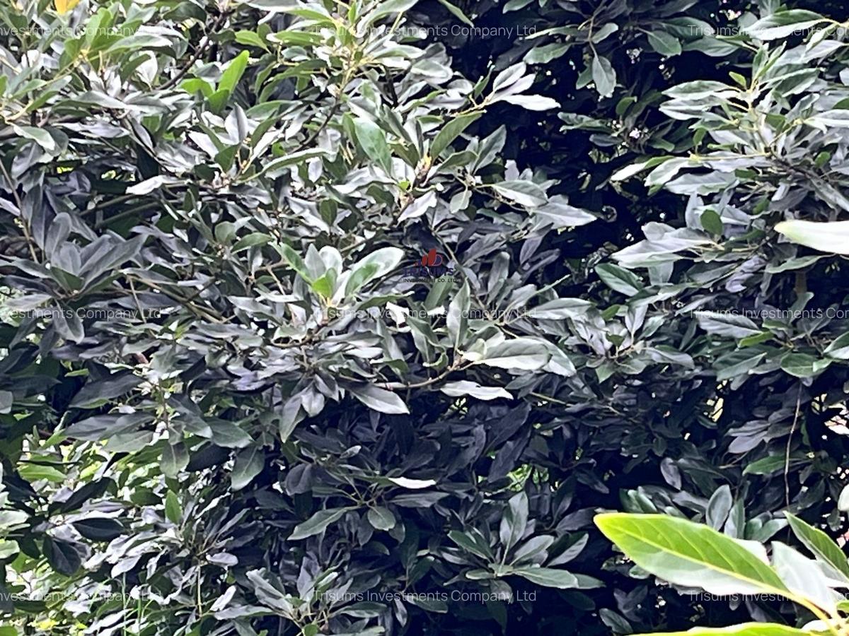 2.4 ac Land at Tigoni - 4