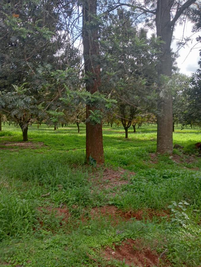 0.125 ac Residential Land at Thika Grove Chania-Opposite Blue Post Hotel - 11