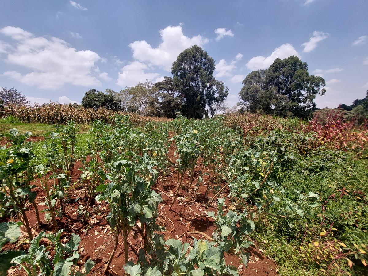 Residential Land at Kinanda Road - 11