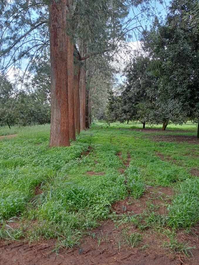 0.125 ac Land at Thika Grove Chania-Opposite Blue Post Hotel - 5