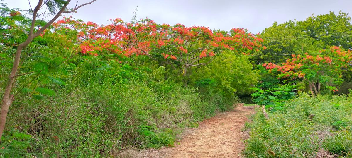 Land in Vipingo - 16