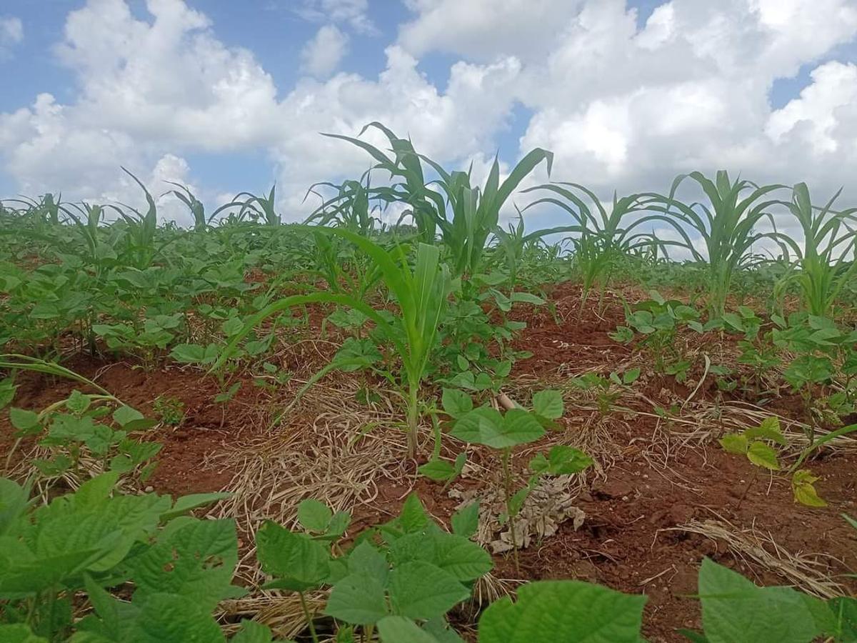 Residential Land at Mutuabare - 3