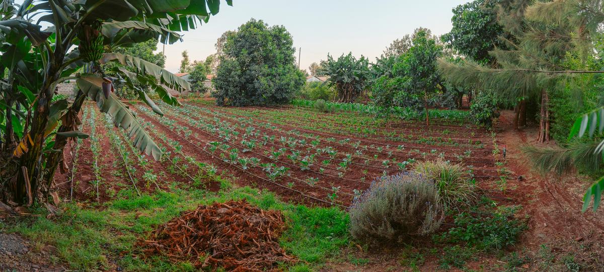 0.741 ac land in runda