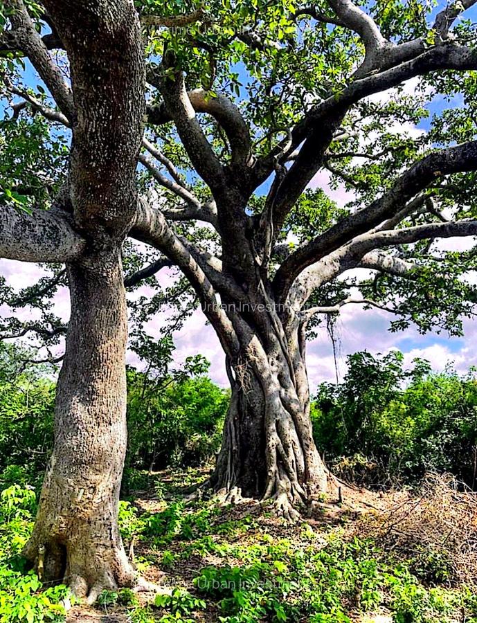 167.5 ac Land at Kuruwitu Beach - 7