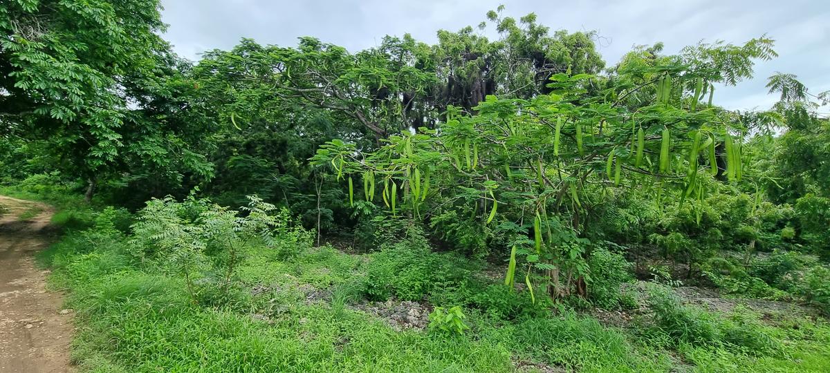 15 ac Land at Kuruwitu - 15