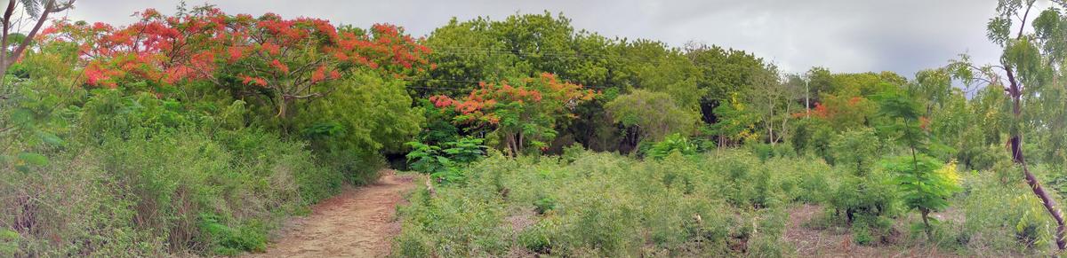 Land in Vipingo - 6