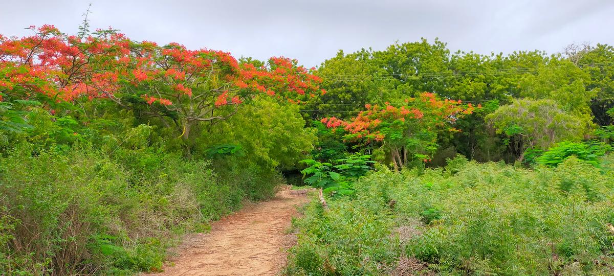Land in Vipingo - 5