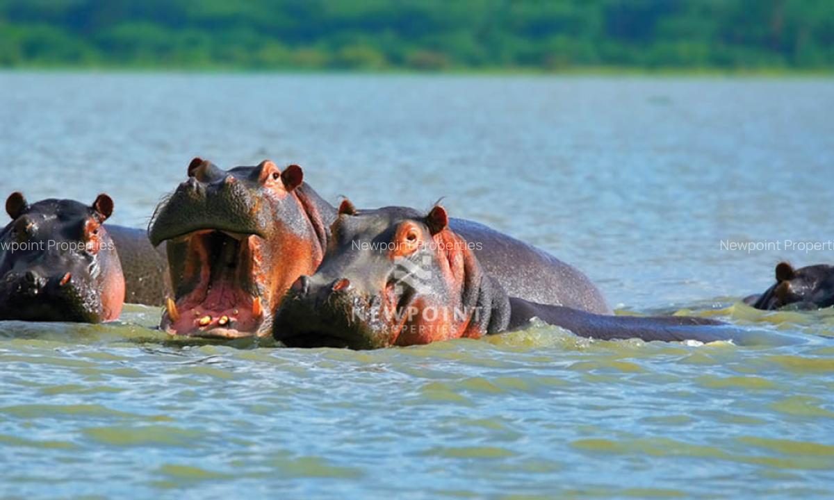 10 ac Land in Naivasha - 1