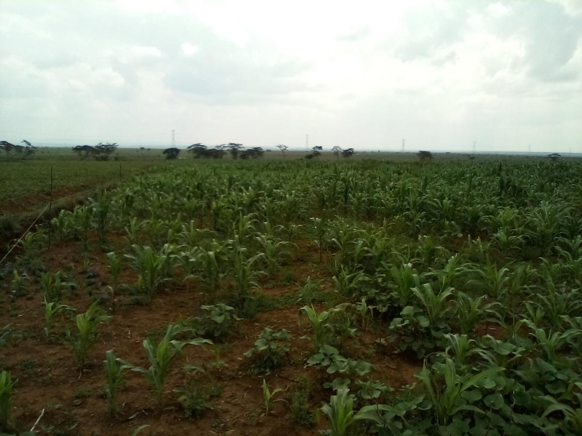 Land at Nanyuki - Rumuruti Rd - 5