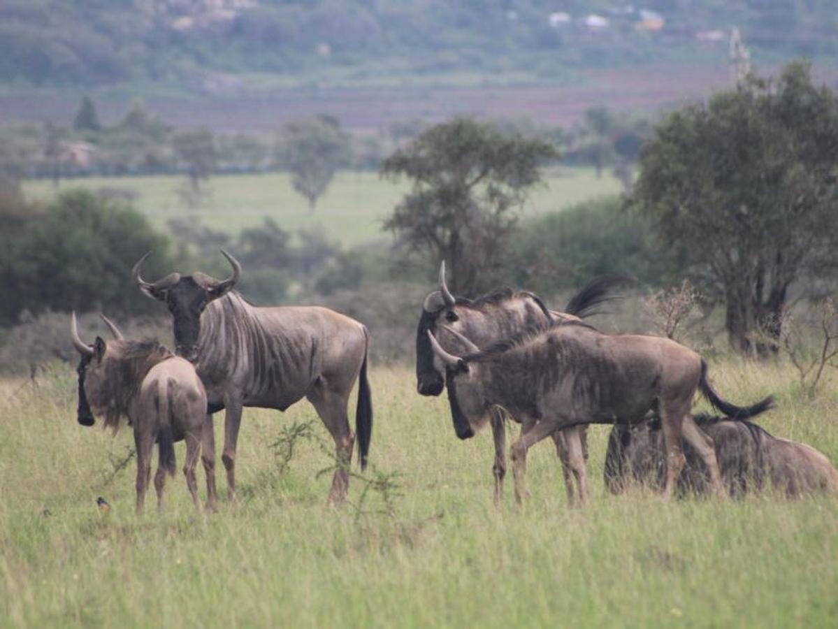 12,141 m² Commercial Land at Maanzoni Conservancy - 15