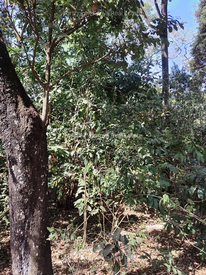 2.3 ac Land at Giraffe Centre - 15