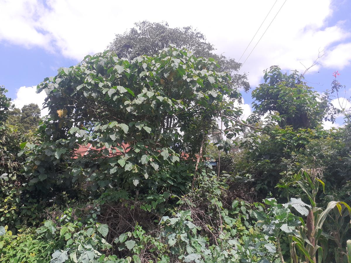 0.5 ac Land in Kikuyu Town - 3