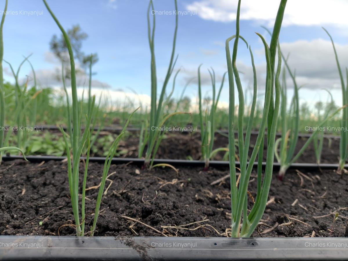 10.75 ac Land at Kisaju - 15