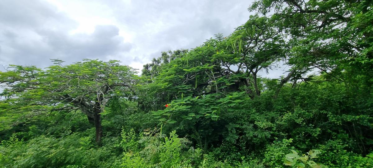 15 ac Land at Kuruwitu - 14