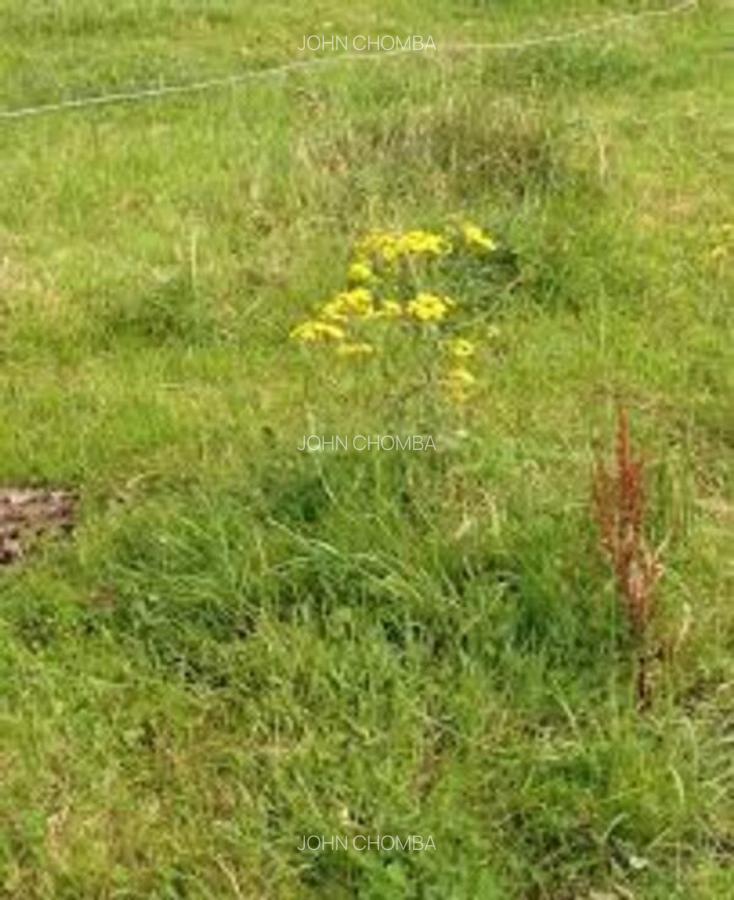 5 ac Land in Thika - 2