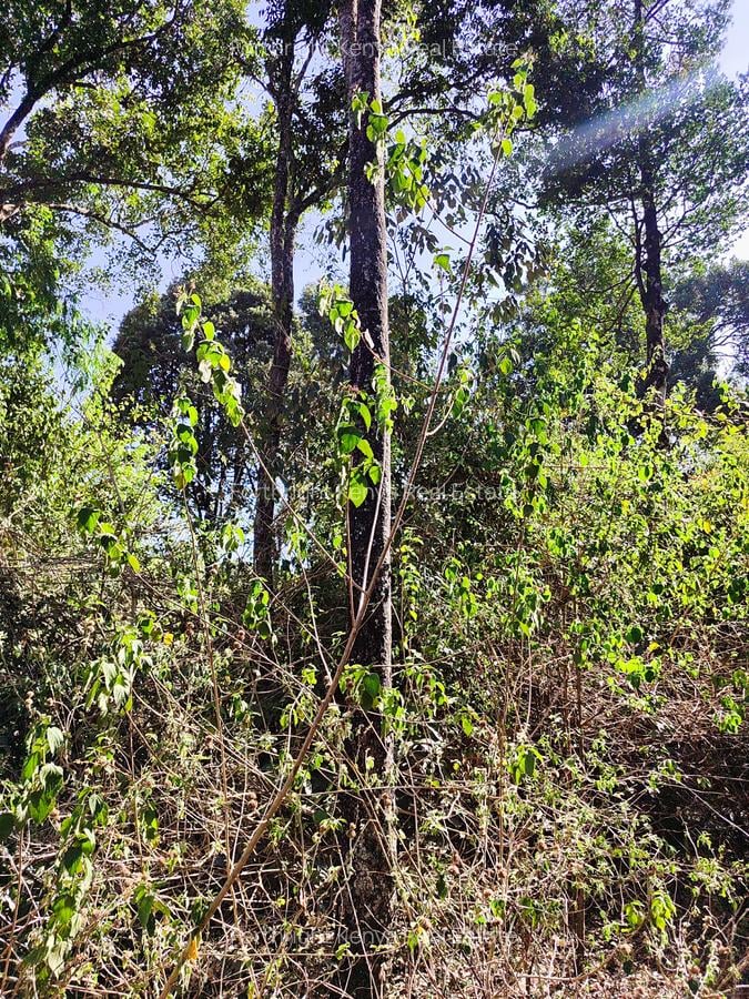 2.3 ac Land at Giraffe Centre - 16