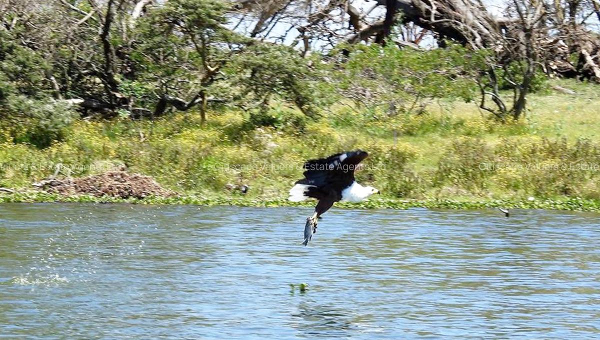 6 ac Commercial Land in Naivasha - 9
