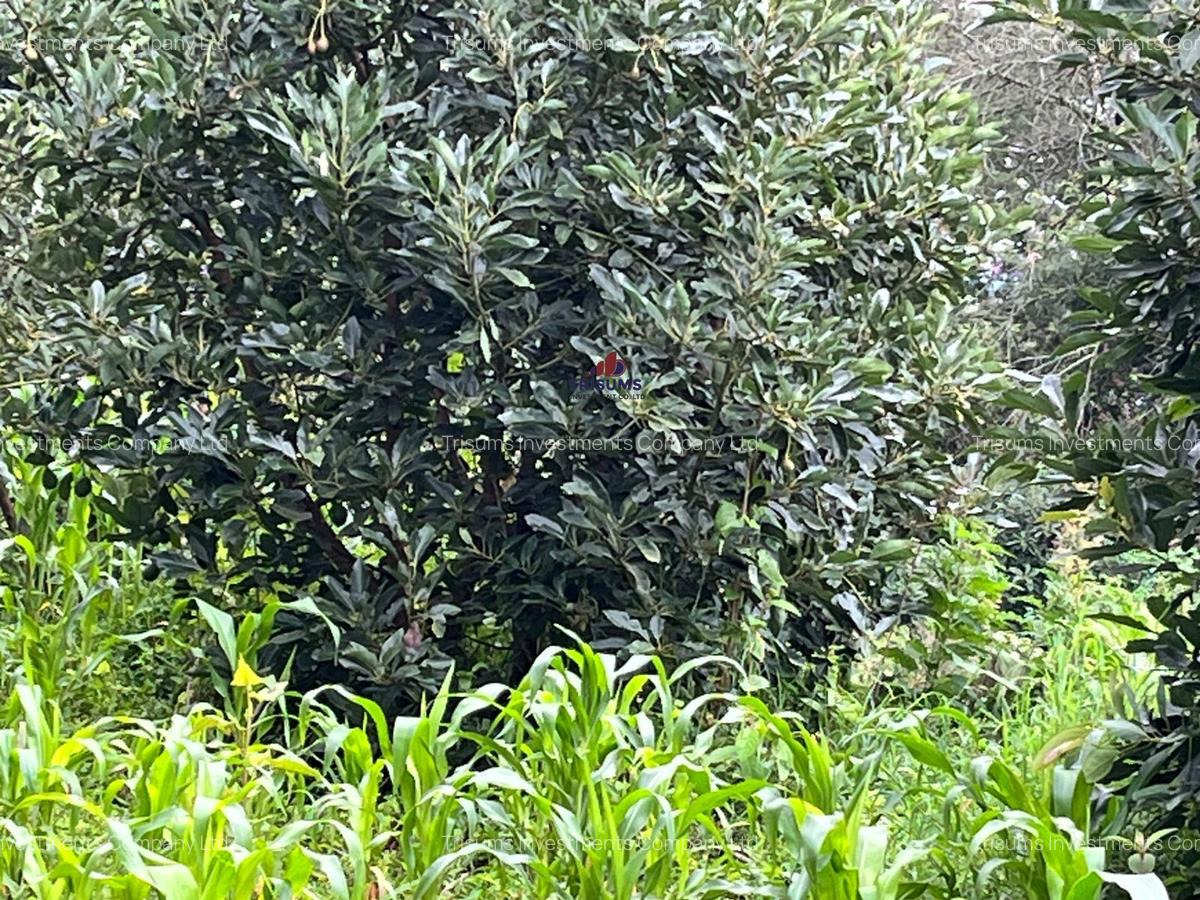 2.4 ac Land at Tigoni - 3