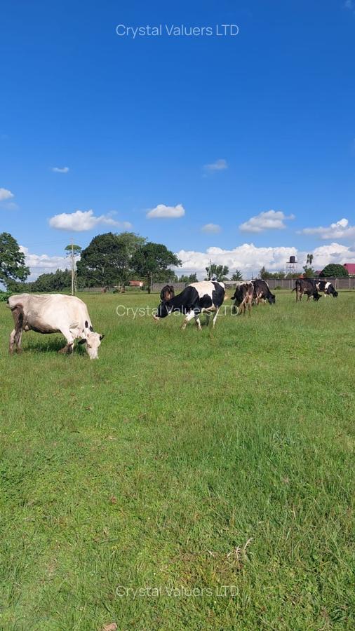 21 ac Land in Tigoni - 4