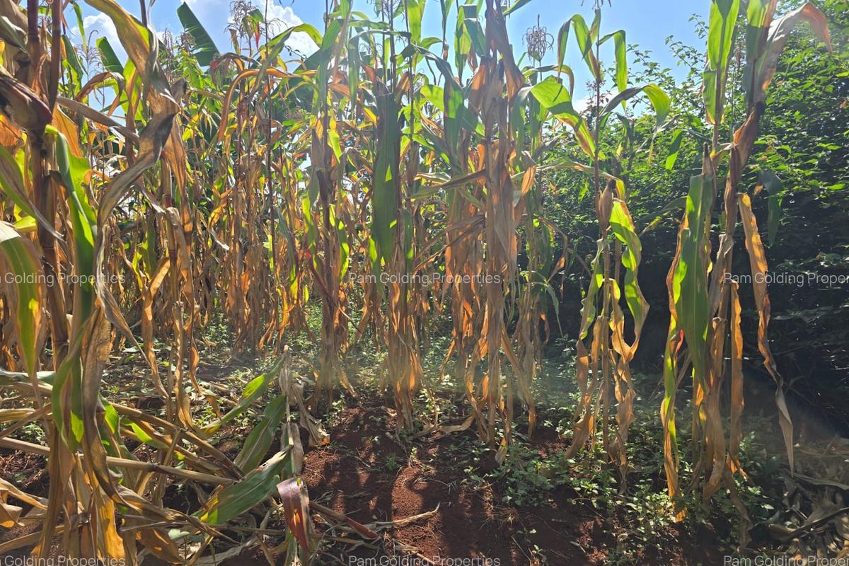 0.5 ac Residential Land in Runda - 6