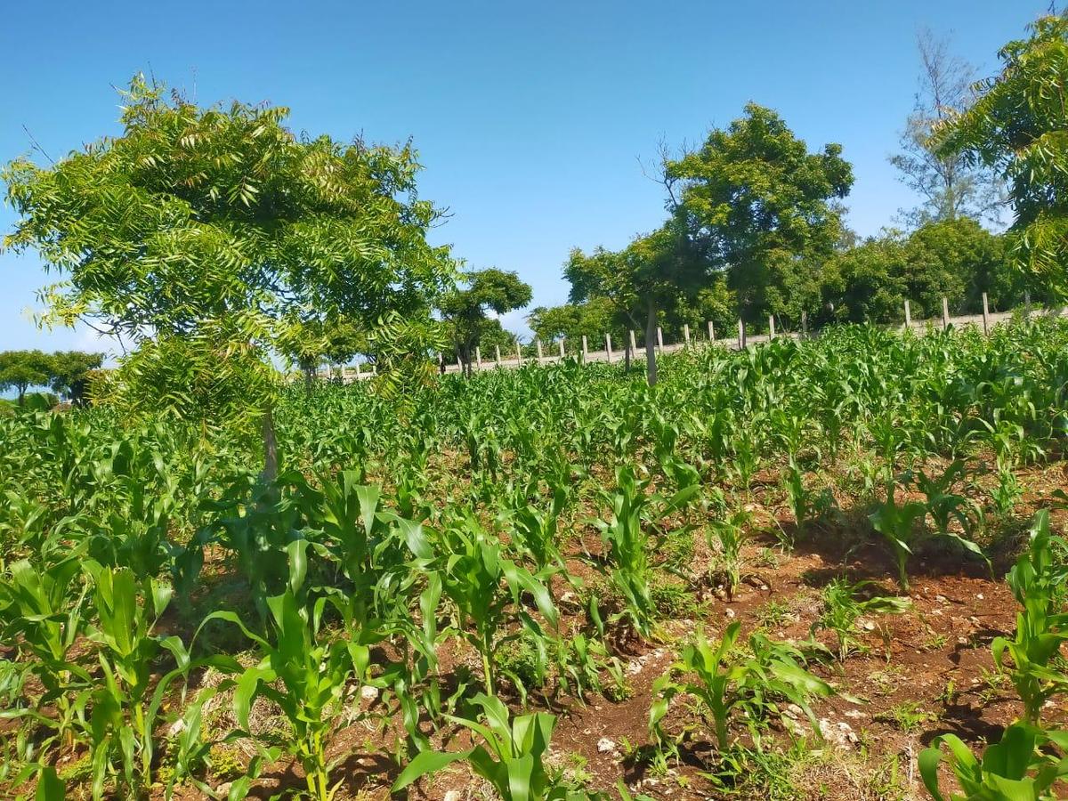 Land in Kilifi County - 9