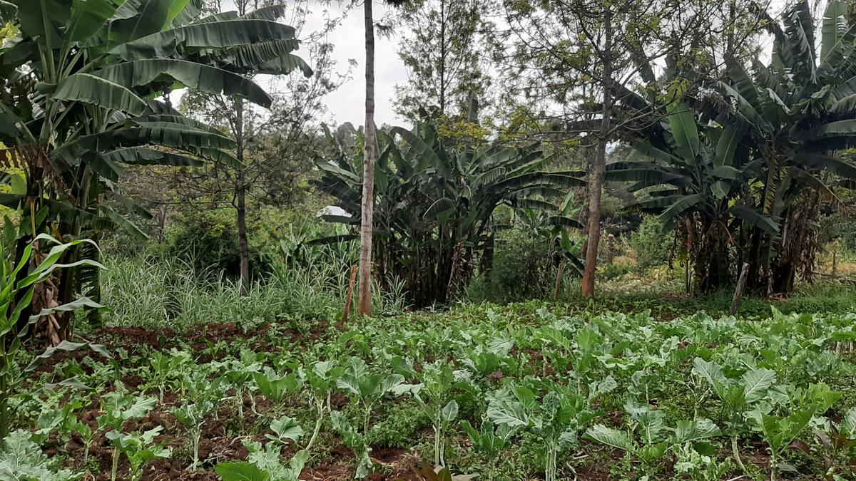 Residential Land at Bul Bul - 2