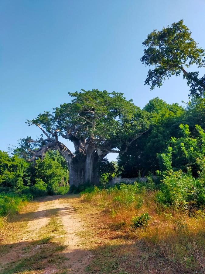 Land in Vipingo - 5