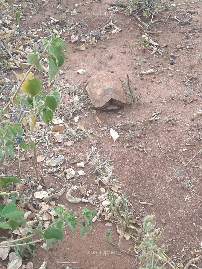 0.125 ac Land in Machakos County - 1