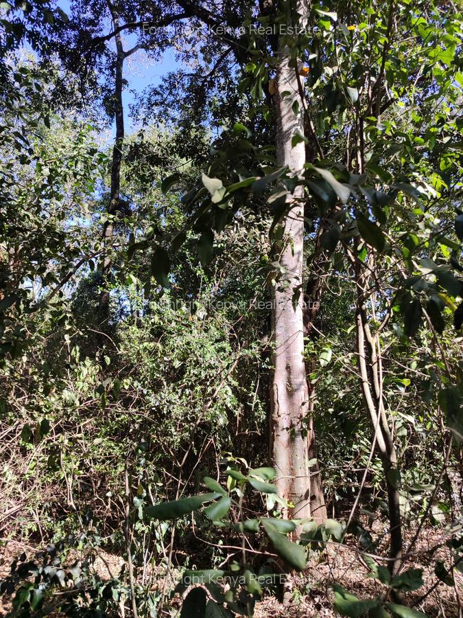 2.3 ac Land at Giraffe Centre - 13