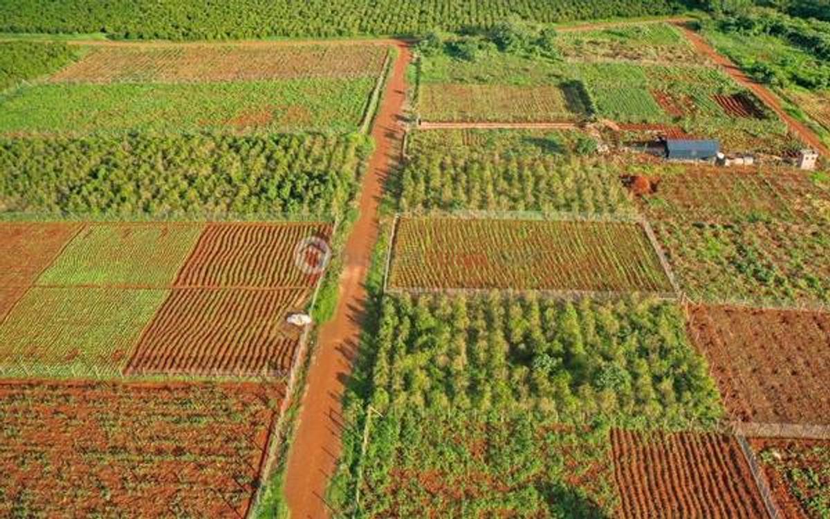 0.125 ac Land at Tatu City - 2