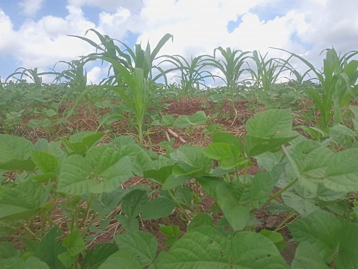 Residential Land at Mutuabare - 18