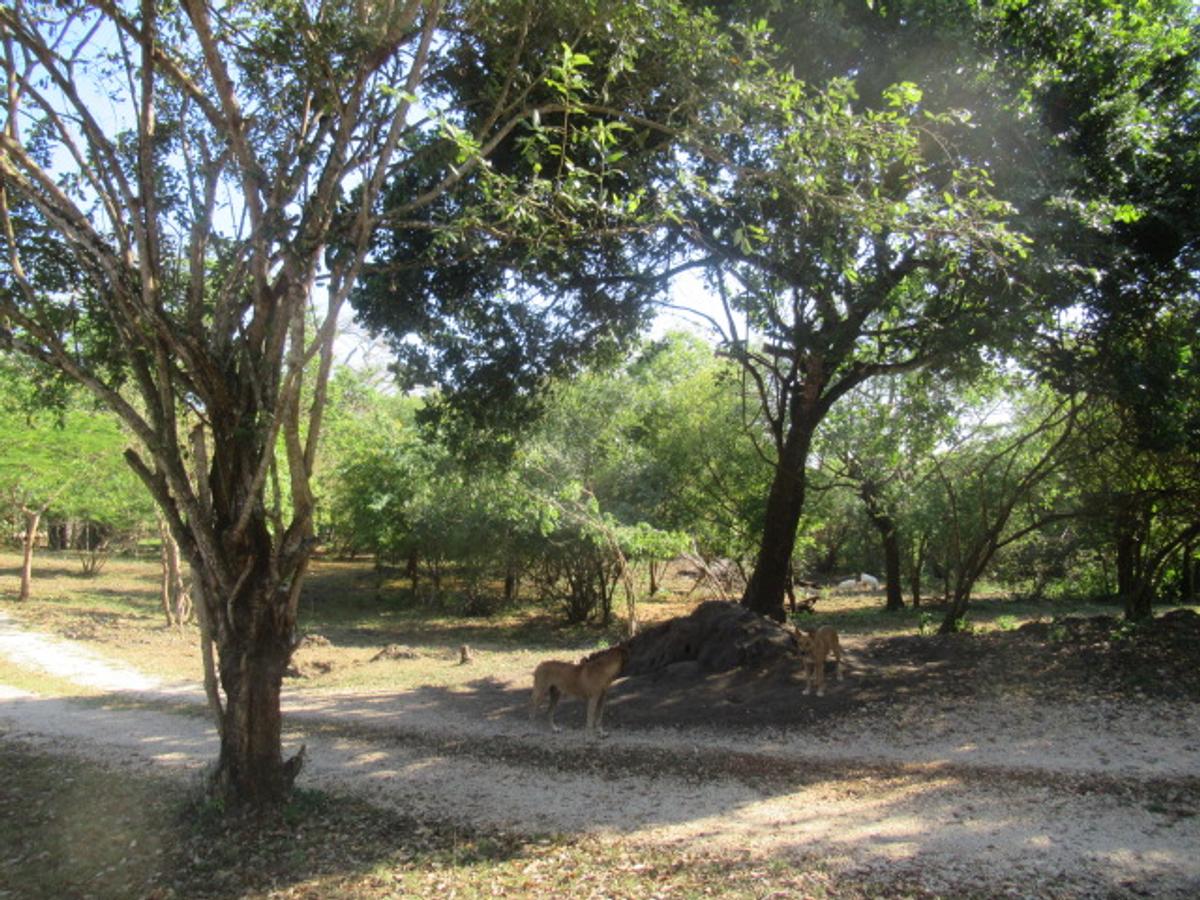 Land at Diani - 5