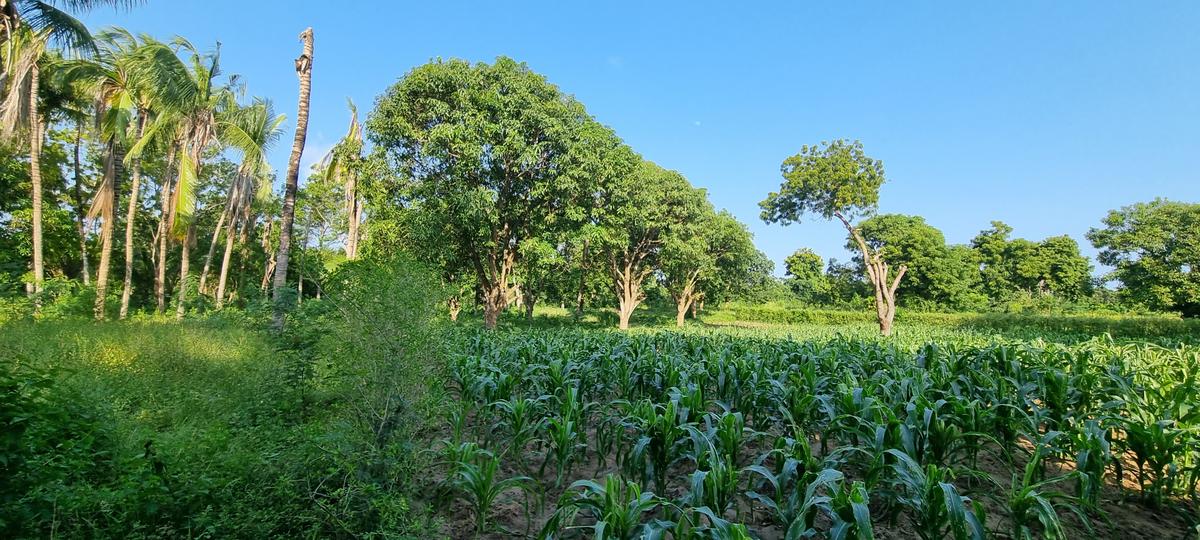 1 ac Land at Mtwapa - 12