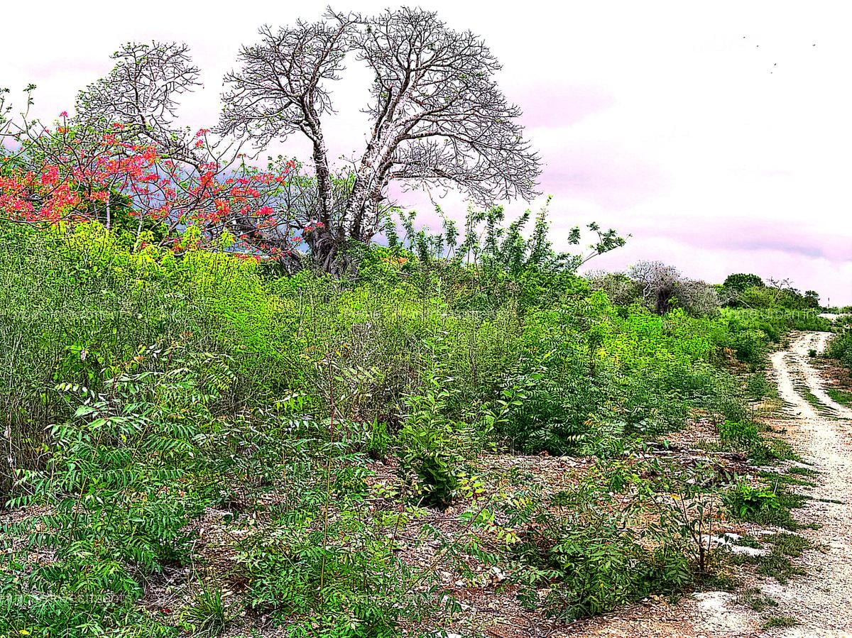 2,010 m² Residential Land at Second Row Kuruwitu Beach - 2