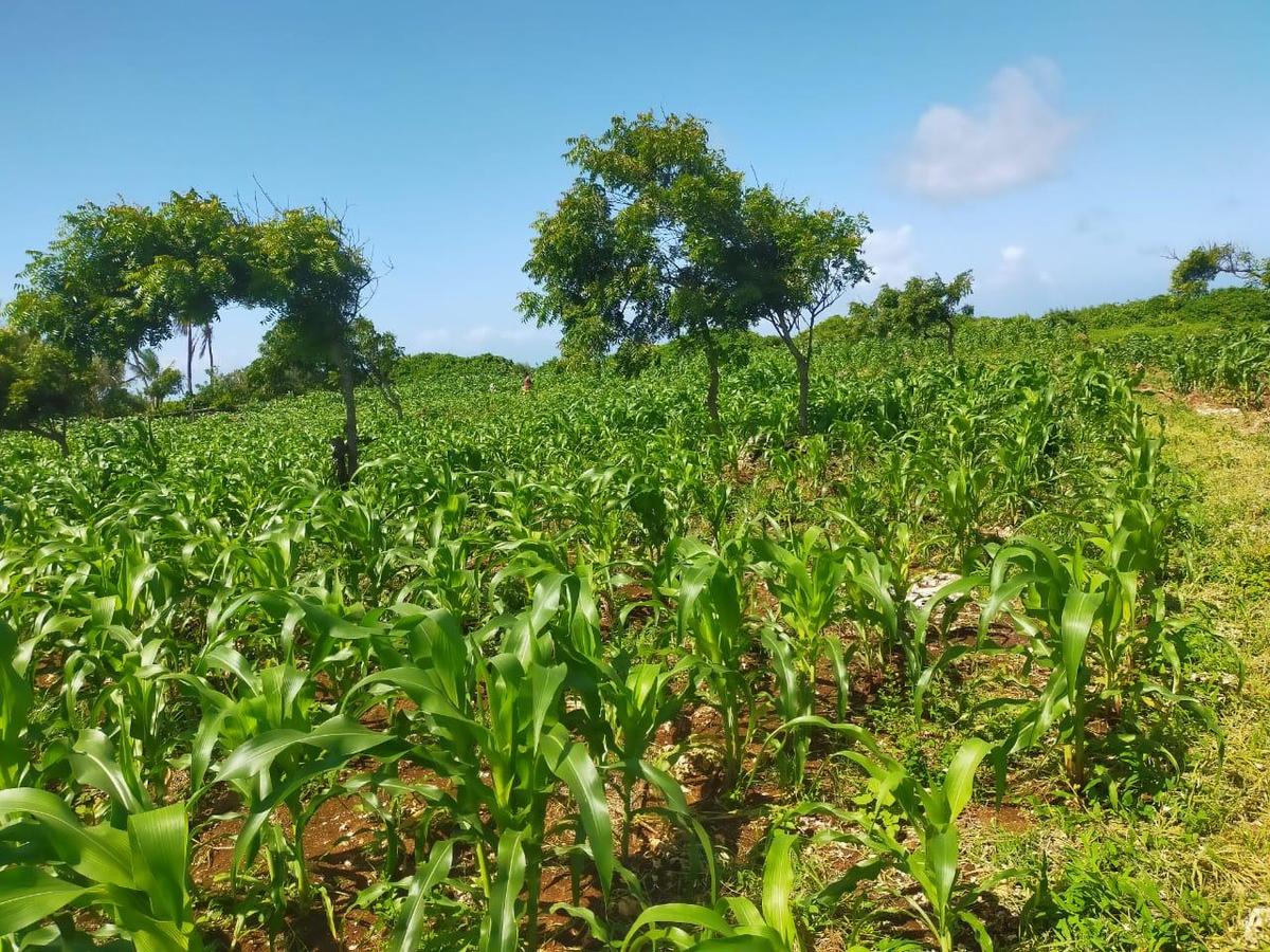 Land in Kilifi County - 8