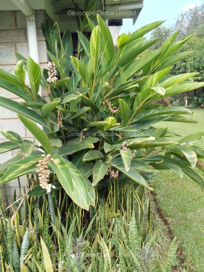 5 Bed House with En Suite in Karen - 3