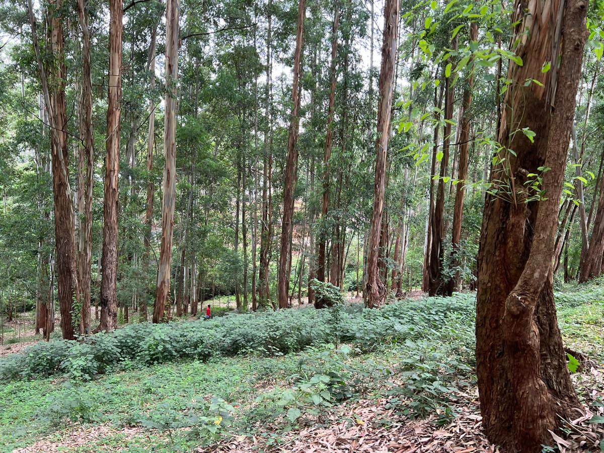 Residential Land at Nyari Estate - 19