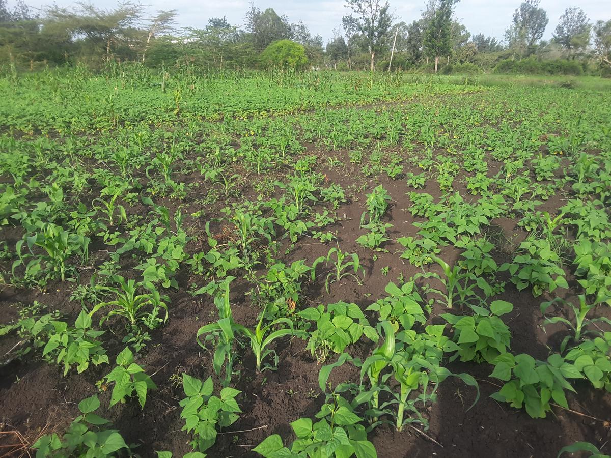 0.25 ac Residential Land in Ongata Rongai - 6