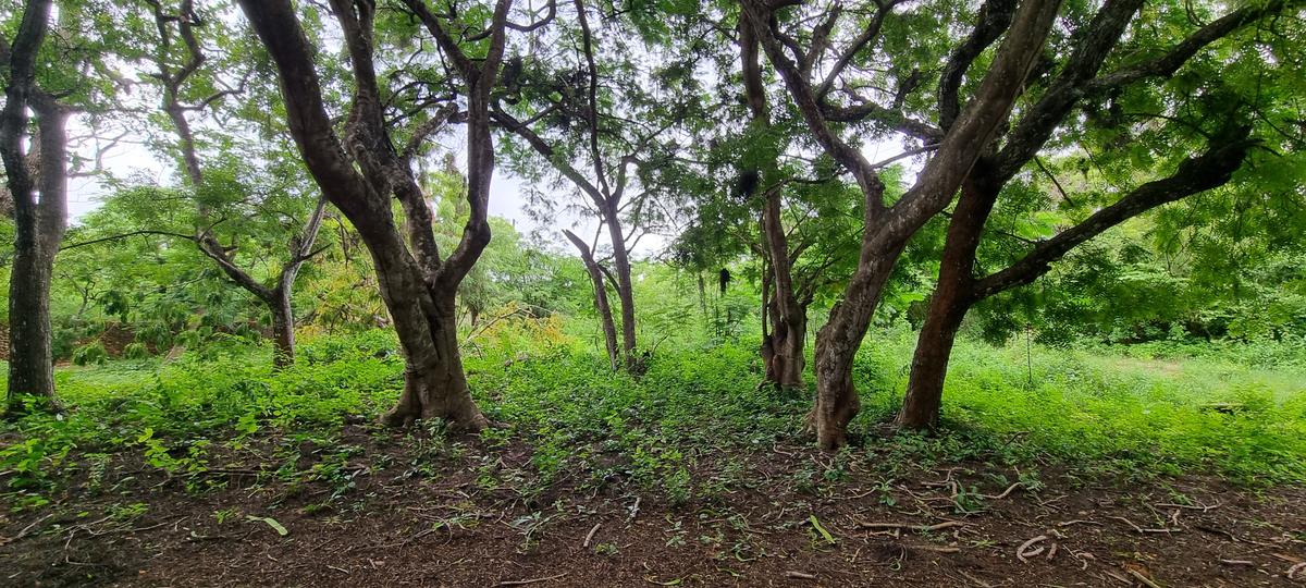 15 ac Land at Kuruwitu - 12