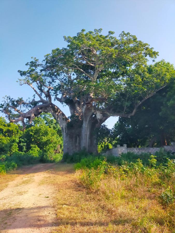 Land in Vipingo - 3