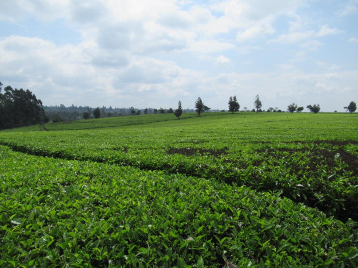 Land in Kiambu Town - 7