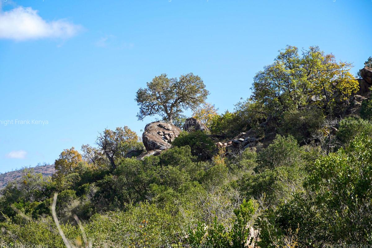 100 ac Land at Lolldaiga Valley - 3